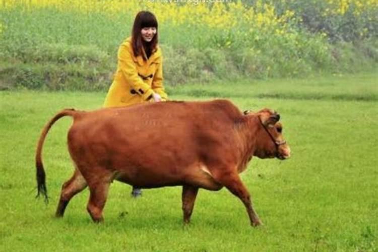 女人做梦梦见牛是什么意思