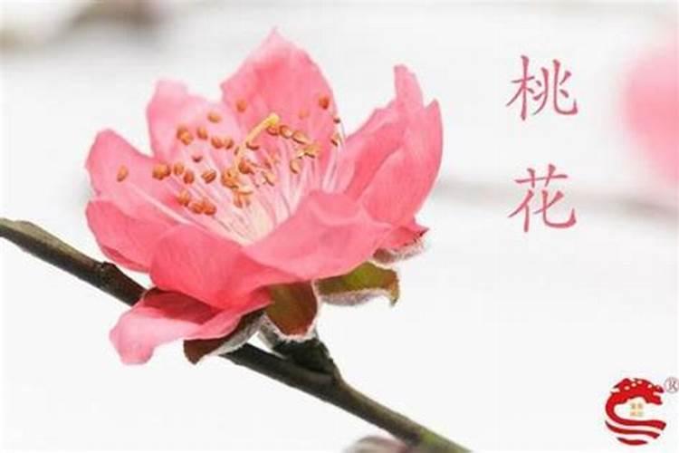 旺桃花字