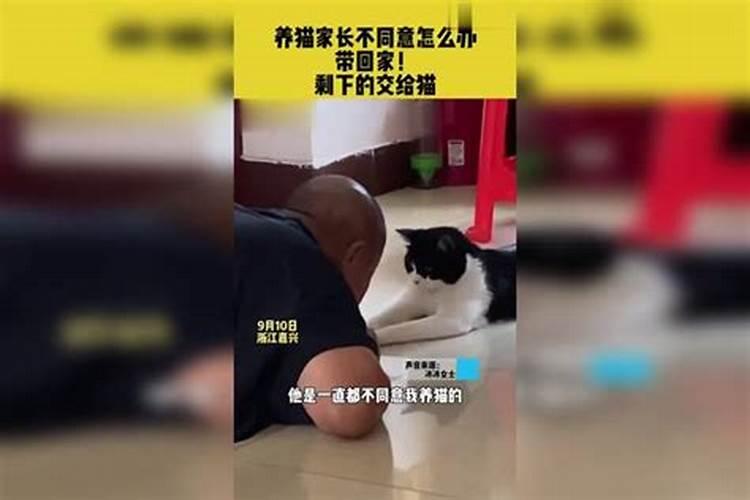 想养猫父母说八字不合