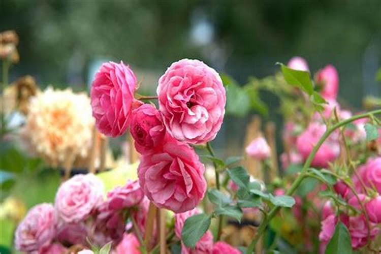 月季花种在院子里对风水好吗