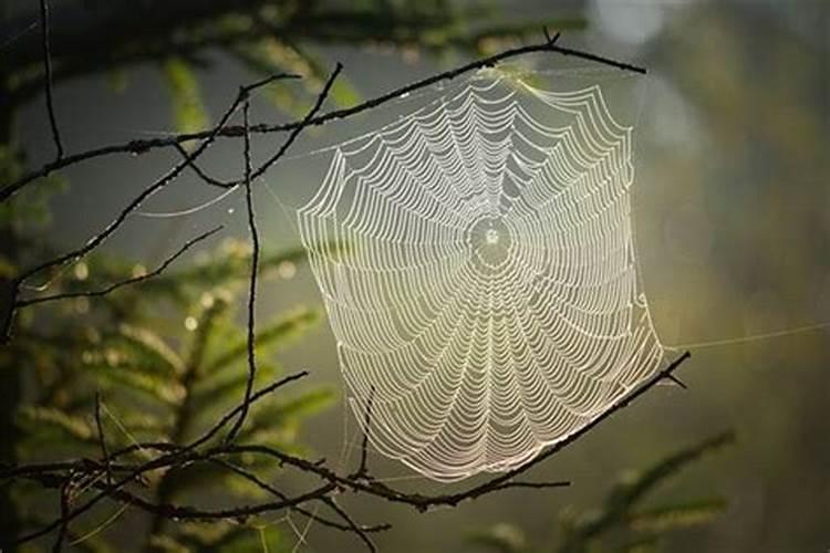 怀孕的梦见蜘蛛是什么意思