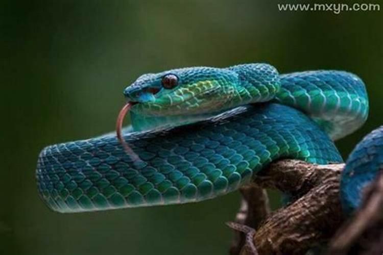梦到蓝色的蛇是胎梦吗