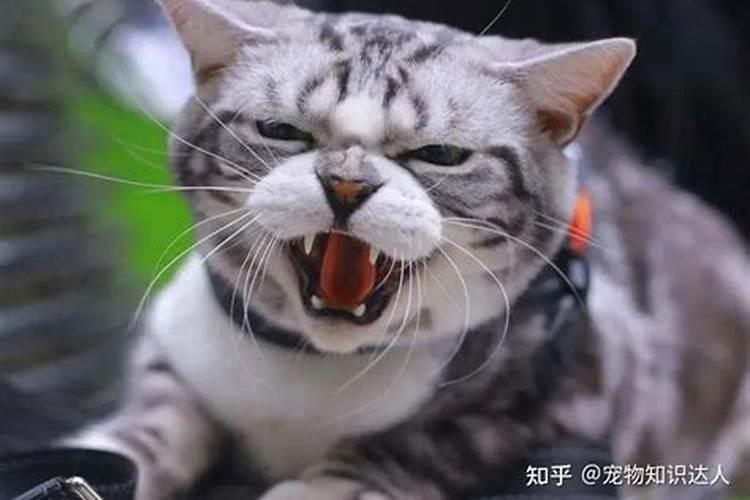 梦到被凶狠的猫攻击受伤自己