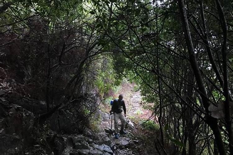 梦到自己在深山老林里