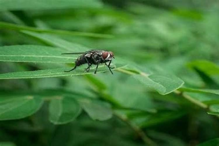 梦见苍蝇是什么意思