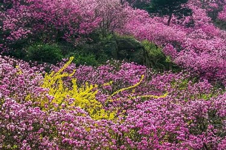 黄岛清明节习俗