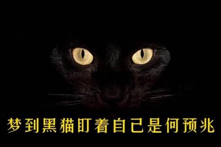 梦见黑猫冲我叫什么预兆