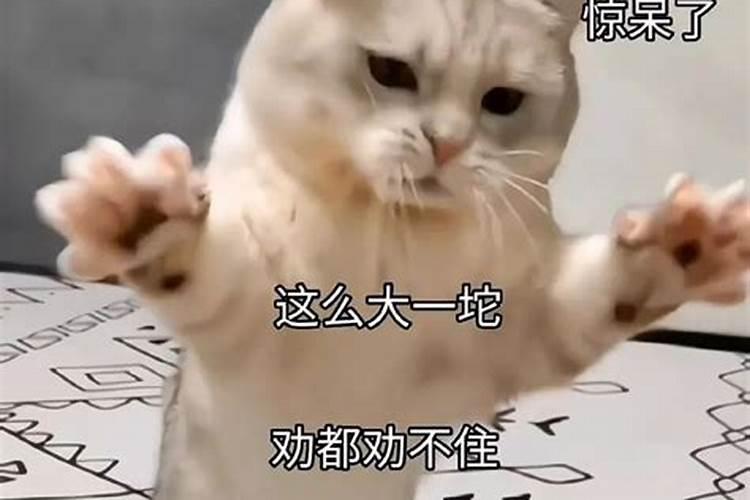 昨晚梦见小猫咪跟我一起