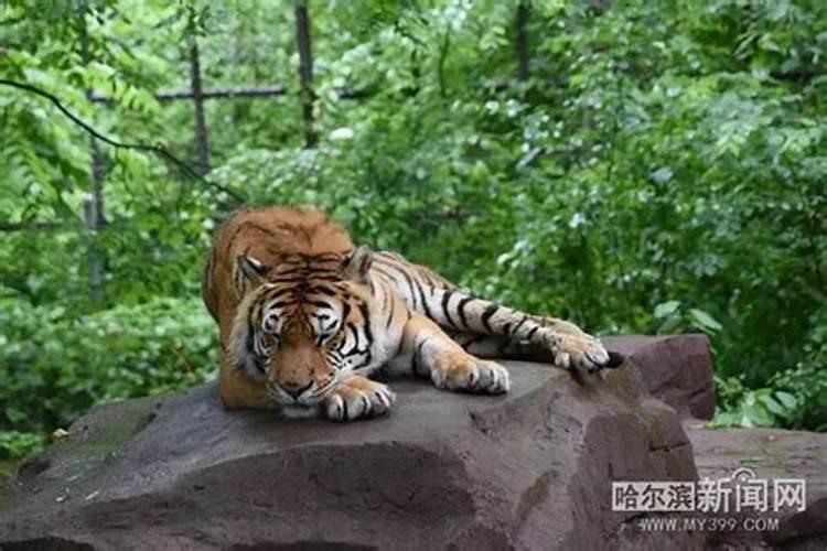 梦见老虎在自己身上趴着睡觉