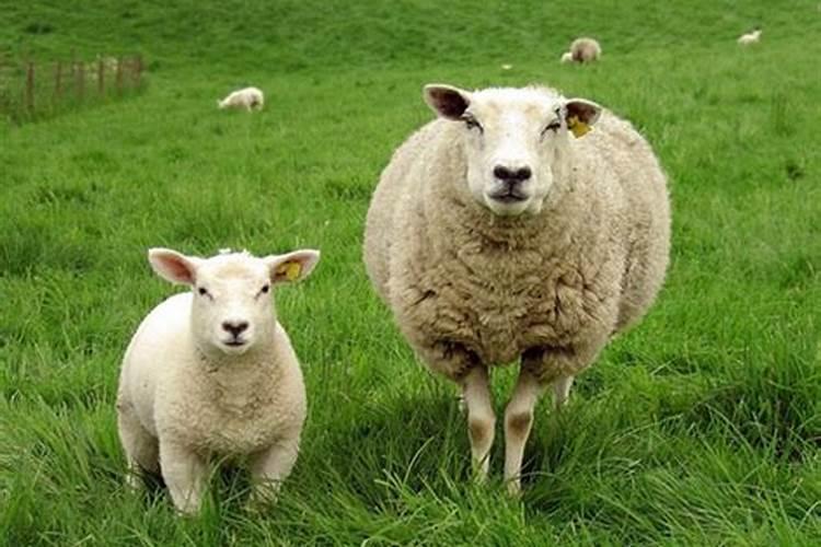79年属羊十二月出生的怎么样