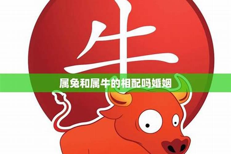 牛和属兔的在一起合不合的来