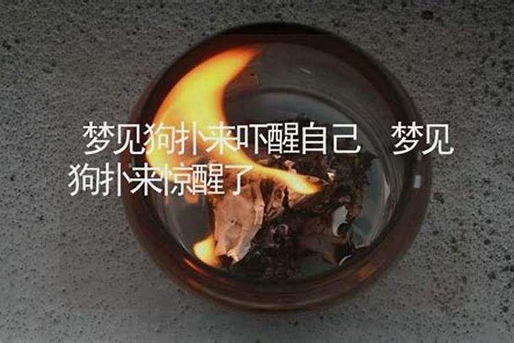 梦见狗扑咬自己吓醒了