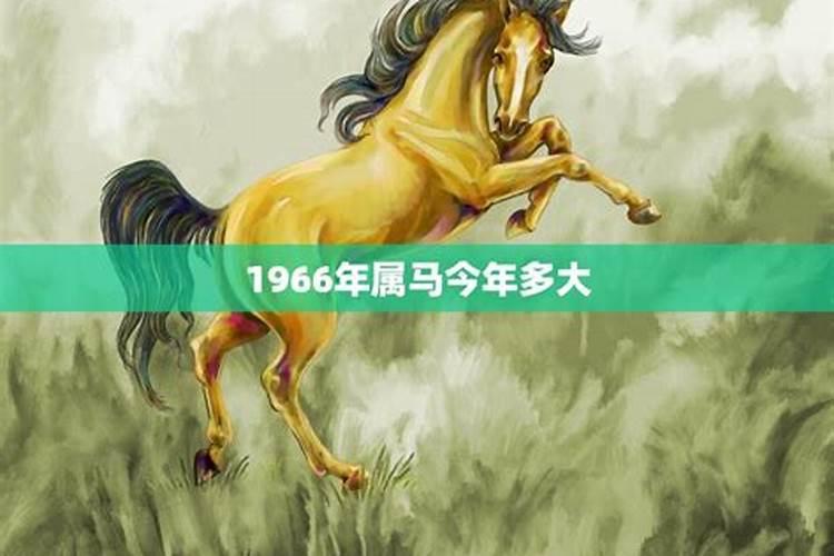 1966年属马人今年的命运