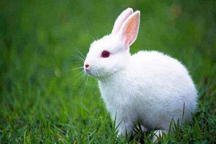 兔跟兔合不合婚