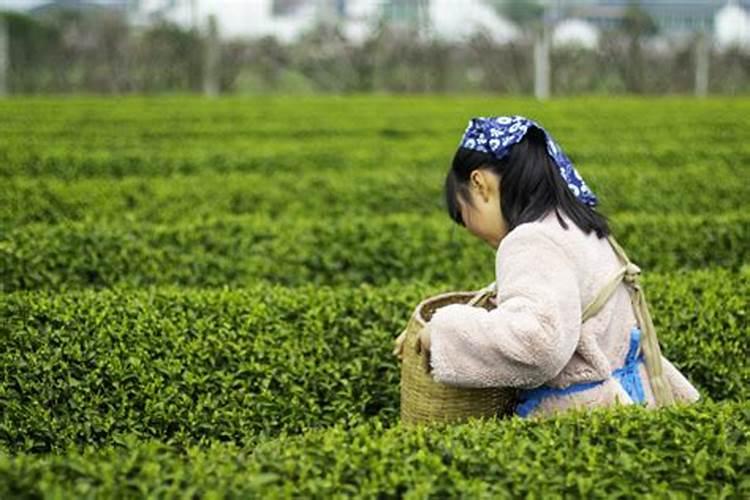 清明节采茶习俗传说