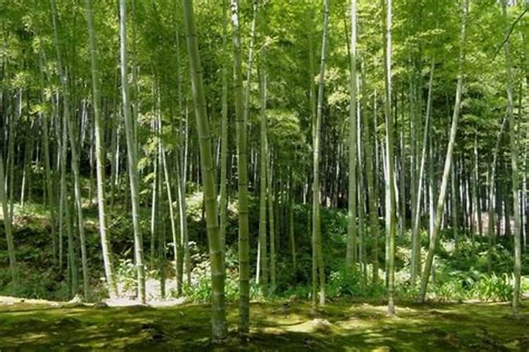 梦见长条竹片树