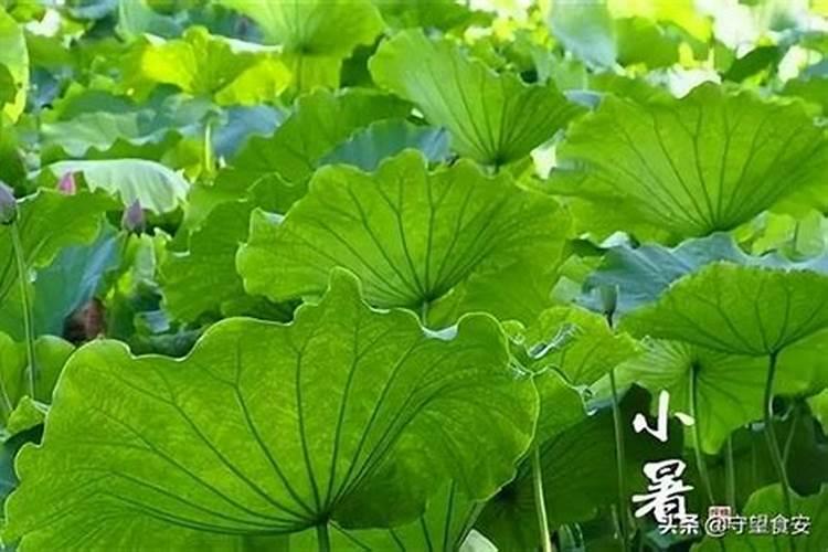 九月初九所属的节日和风俗是什么