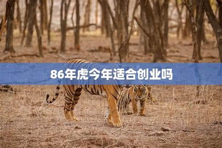 86虎年今年的运势怎么样2021