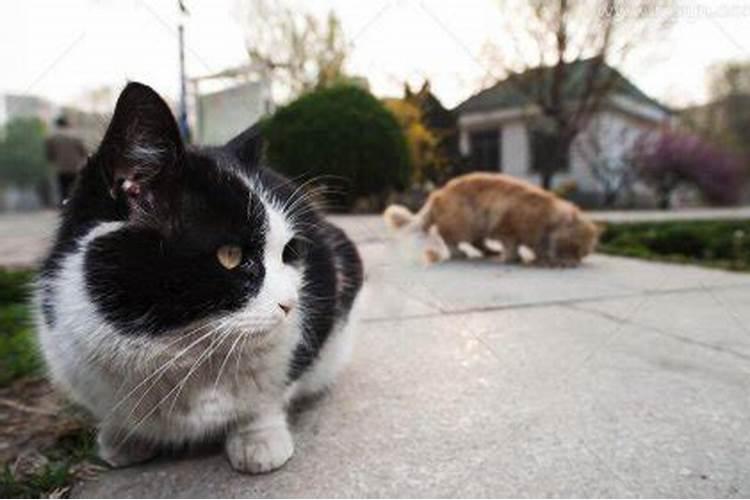 梦见黑猫预示着什么预兆