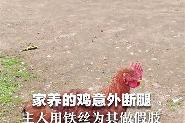 梦见鸡的腿断了一只什么预兆