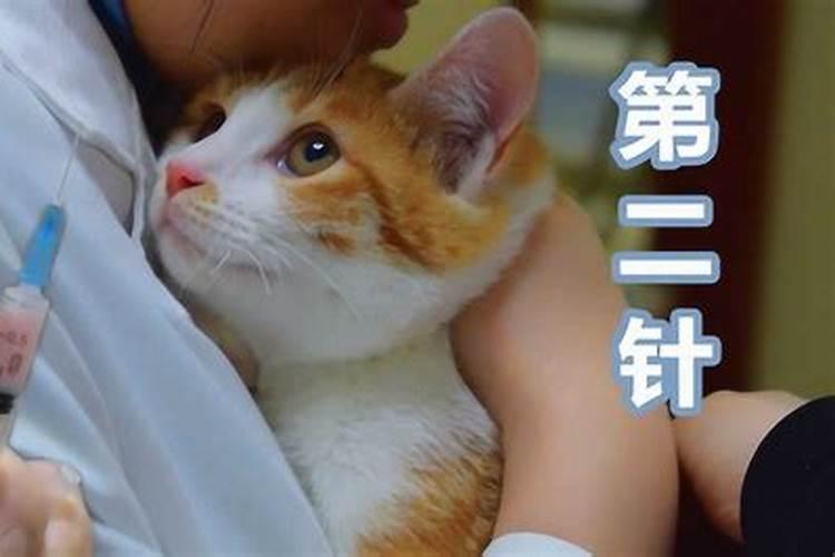 本命年的女生梦见带猫打针死了