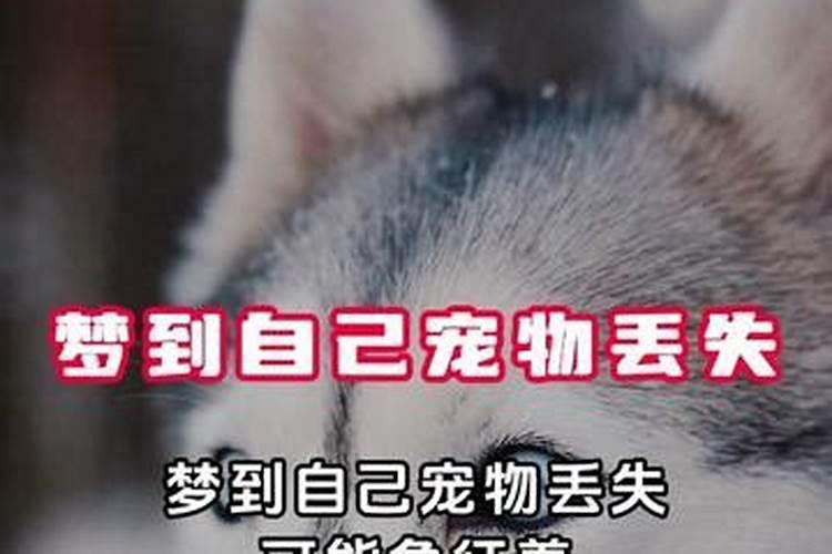 梦见狗丢了什么意思,又来了好几个狗和猫