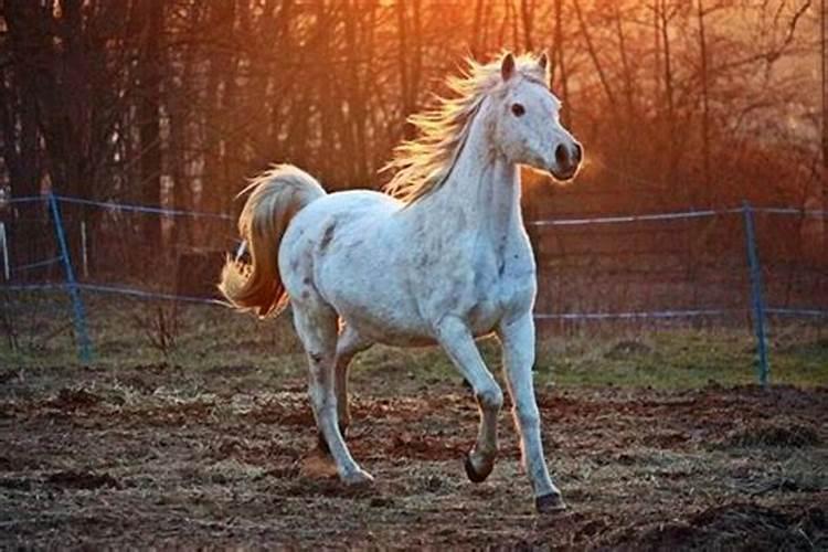 梦到一匹非常漂亮马是啥意思啊