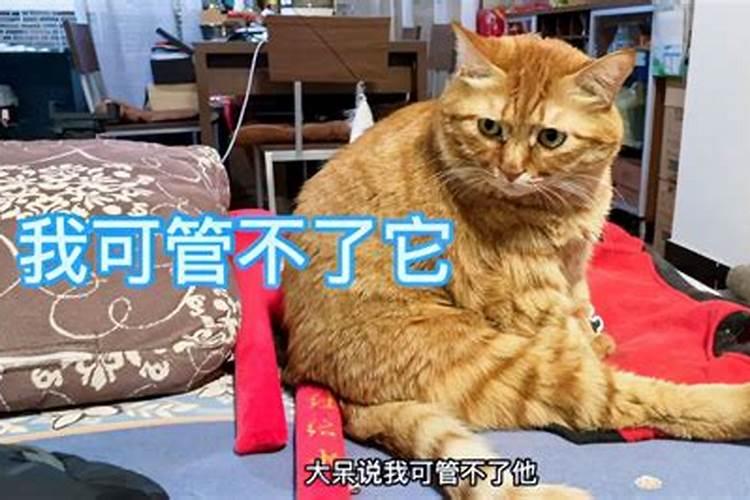 孕妇梦见2只猫猫躲在自己被窝儿睡觉