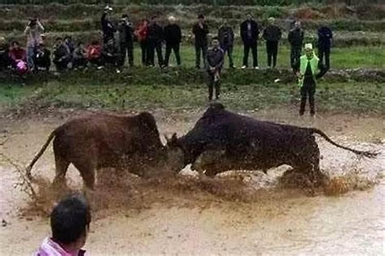 梦见两个牛下犊子什么意思