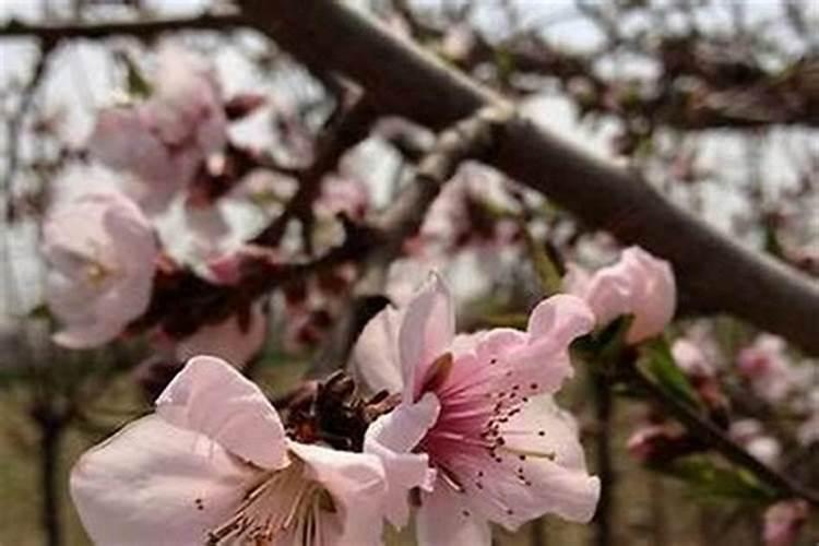 防烂桃花戴什么饰品比较好