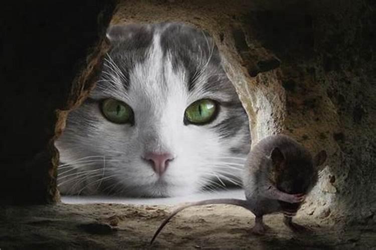 梦见两只猫抓老鼠是什么意思