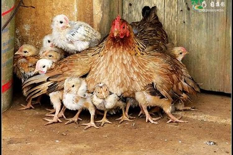 梦见一只老母鸡和一群小鸡在一起