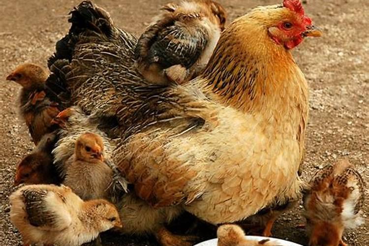 梦见一只老母鸡和一群小鸡在一起