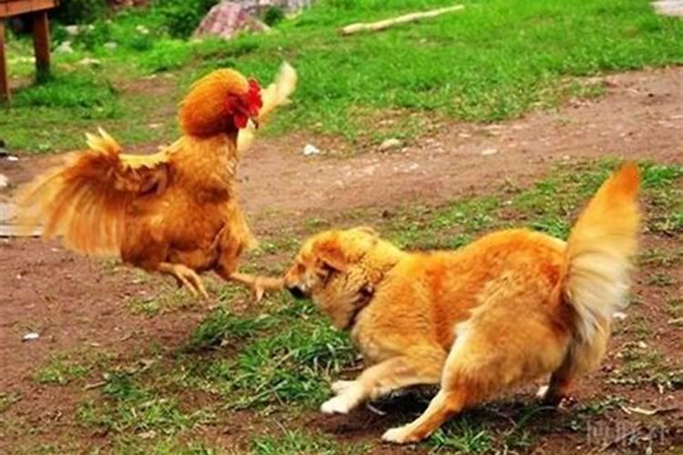 鸡和狗的属相婚配有什么