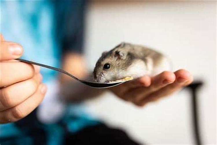 梦见家里进来很多老鼠,被猫全给赶走了