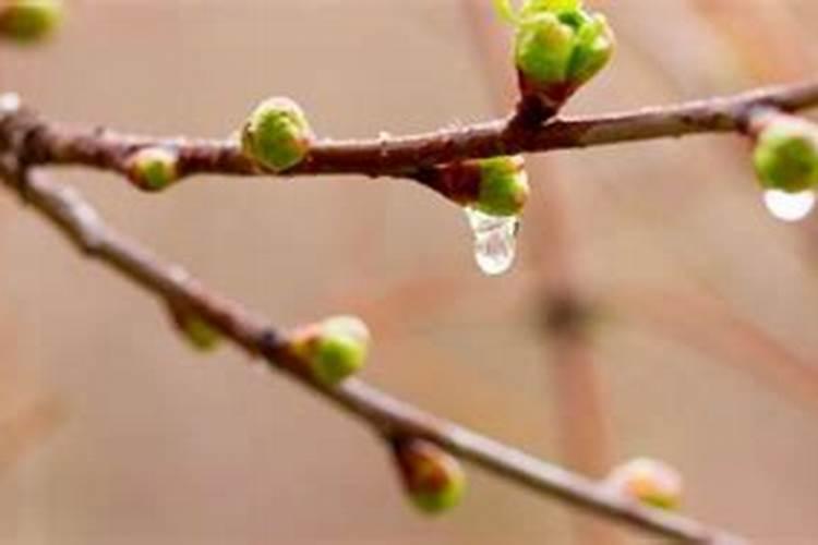 梦到下雨是什么意思