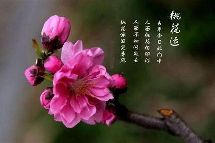 八字算命如何看桃花