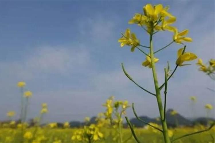 清明节去哪里看油菜花