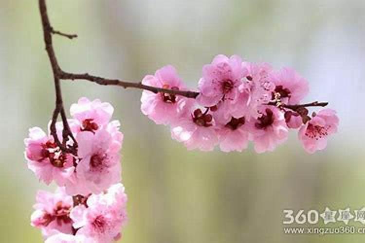 命里带桃花煞有什么好处吗