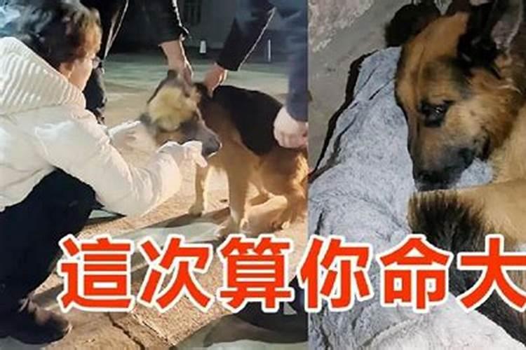 梦见狗满身是血死亡