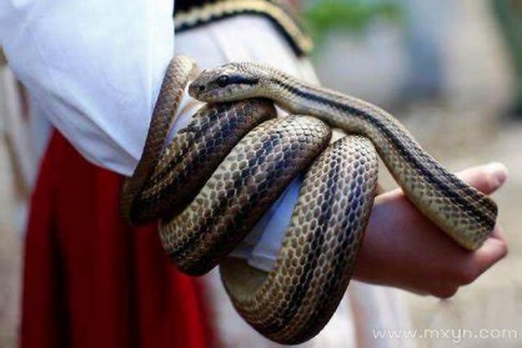 未婚男人梦见蛇缠身是什么预兆