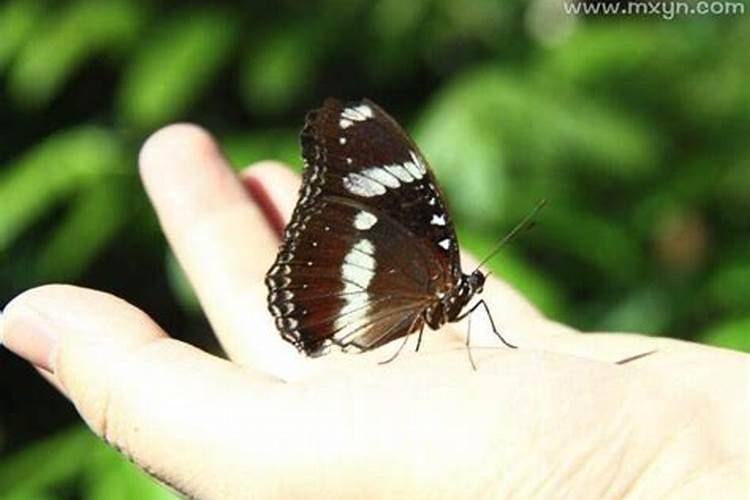 梦见漂亮的蝴蝶落在手上什么意思呀