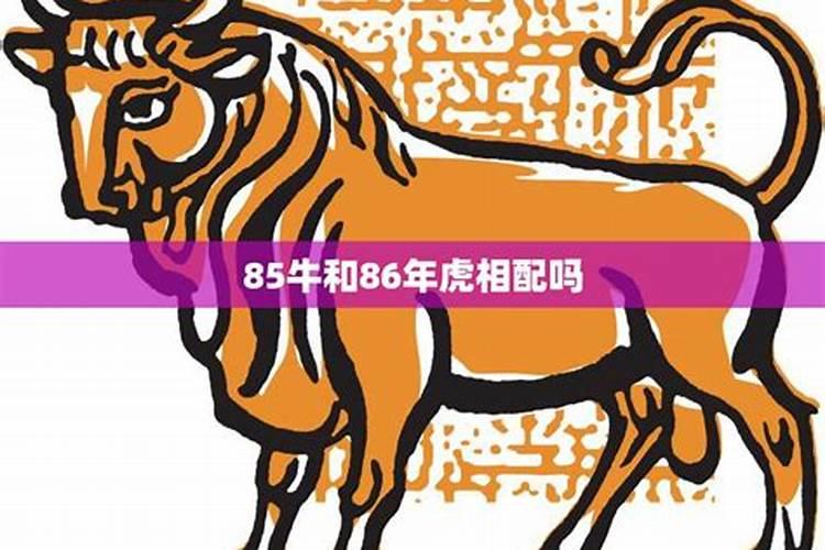 85牛和86虎属相合不合