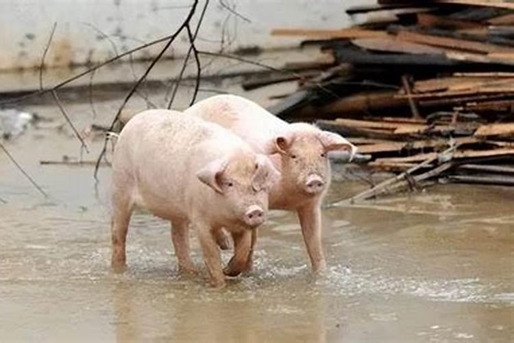 做梦梦到天上下雨下了两头猪