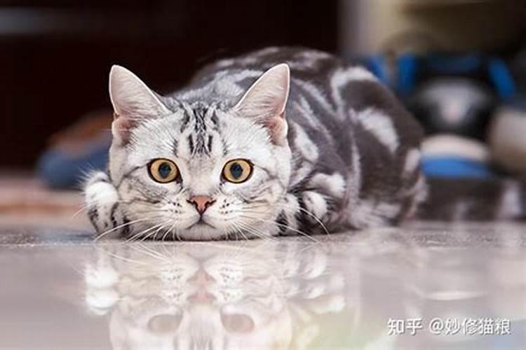 什么生肖养猫招财最好