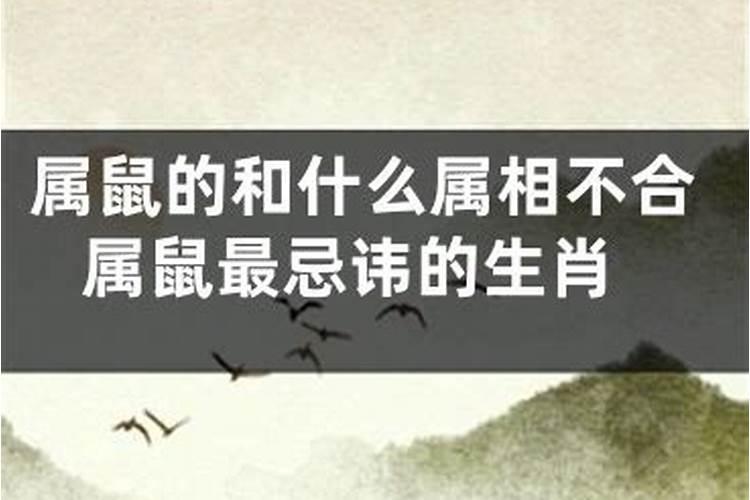 鼠跟啥属相不合