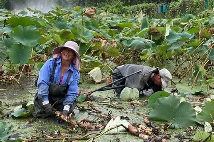 梦见堂兄堂弟下河挖藕,别人不让我下河挖藕是什么意思