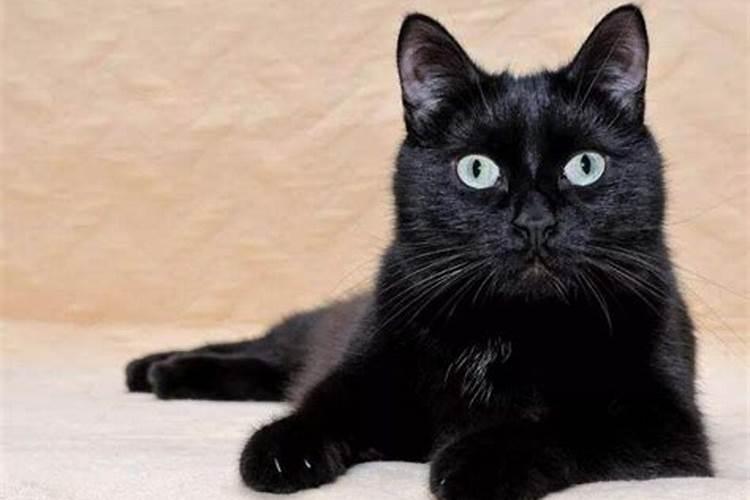 梦到黑猫是什么意思