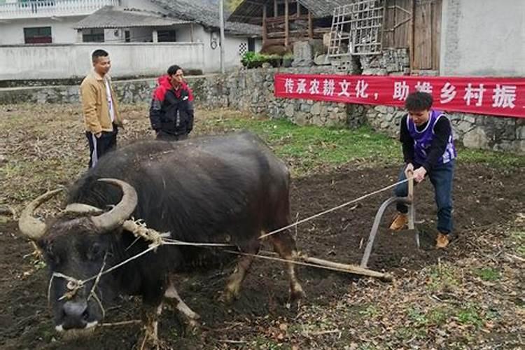 贵州湄潭县春节风俗