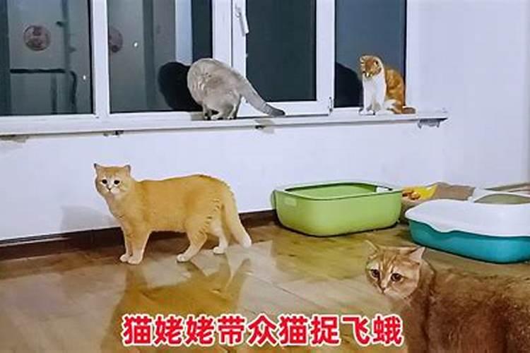 梦见猫生了两个猫仔